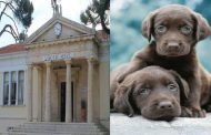 Δήμος Πάφου: Επιτακτική ανάγκη η καταγραφή των σκύλων - Προειδοποίηση με επιβολή προστίμων