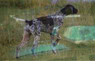 Πάφος: Κλάπηκαν κυνηγετικοί σκύλοι χιλιάδων ευρώ