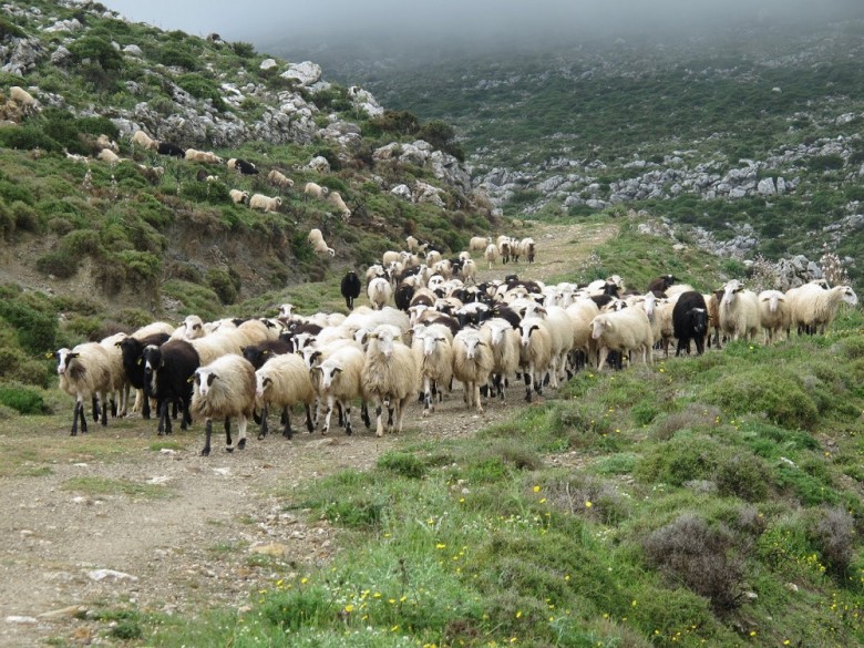 Πάφος: Κεραυνός χτύπησε και σκότωσε δώδεκα αίγες και ένα σκύλο