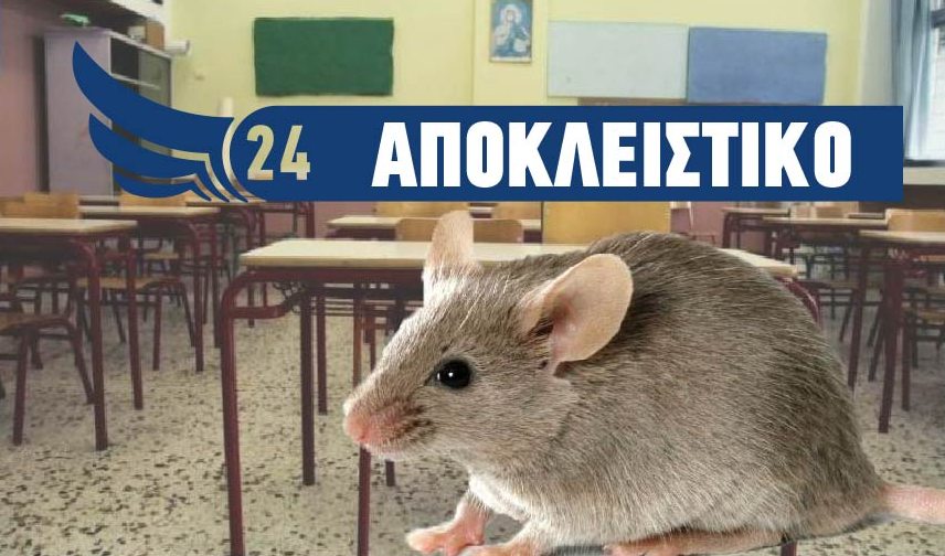 Αναστάτωση σε Γυμνάσιο της Πάφου – Τρωκτικά σε αίθουσες διδασκαλίας