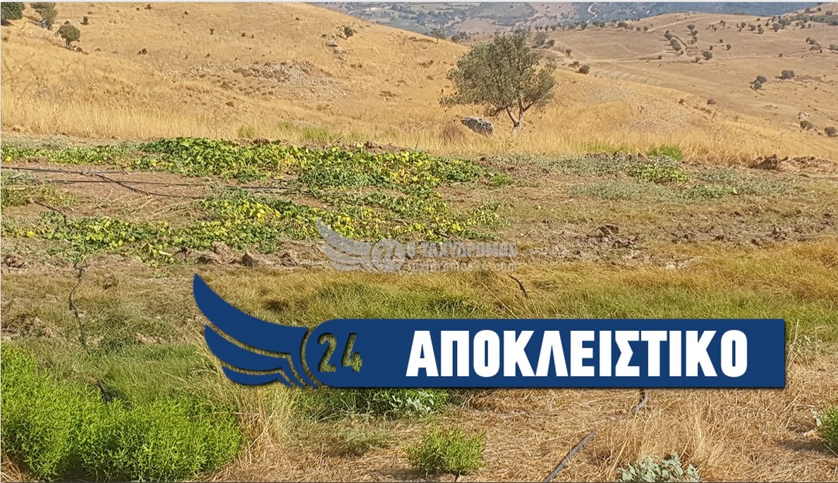 Αποκλειστικό: Δολιοφθορές σε φυτείες λαχανικών στη Σταυροκόνου - Φώτο