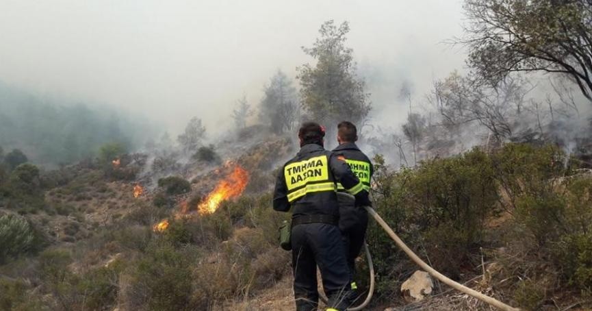 Θέσεις εργασίας στο Τμήμα Δασών για την Δασική Περιφέρεια Πάφου