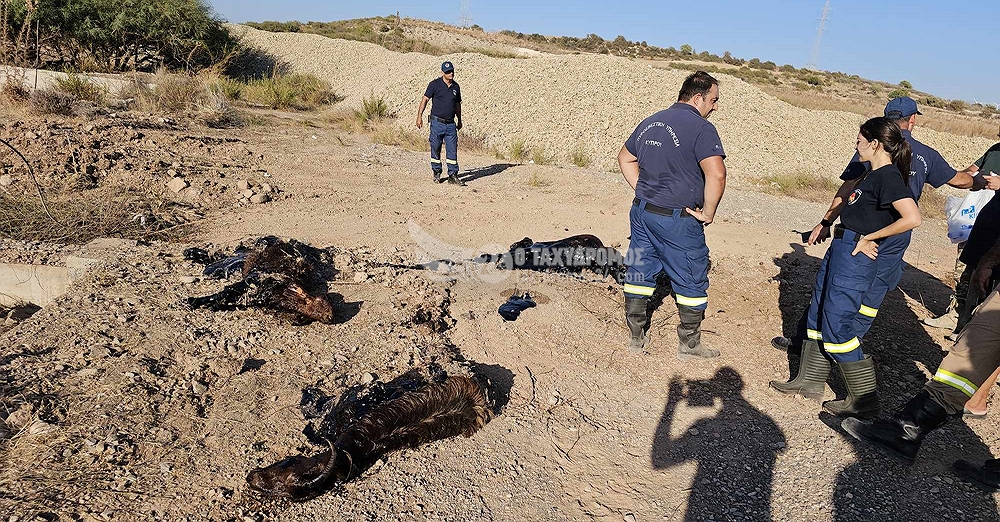 Αποκλειστικό : Επιχείρηση διάσωσης κατσικιών στον Ασπρόκρεμο