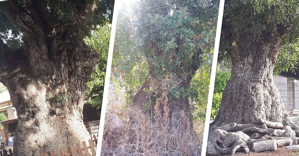 Πάφος: Σύσκεψη φορέων για τα αιωνόβια δέντρα της Χλώρακας