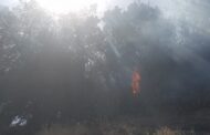 Η ΕΕ ενεργοποίησε τον μηχανισμό πολιτικής προστασίας για την πυρκαγιά στην Πάφο, είπε ο Λέναρτσιτς