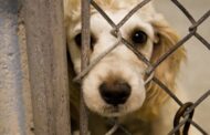 Προειδοποιεί το κίνημα οικολόγων: Άθλιες συνθήκες για τα ζώα στην Ίνεια