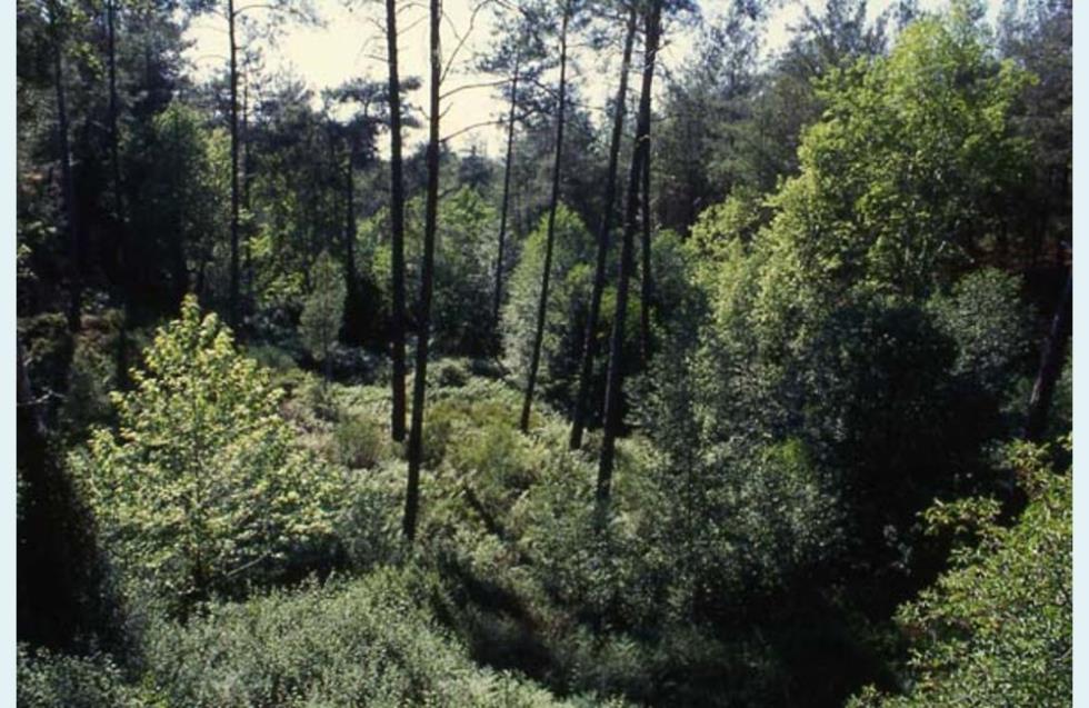 Υπόγειο Καλώδιο 14.300 μέτρων στο Δάσος Πάφου