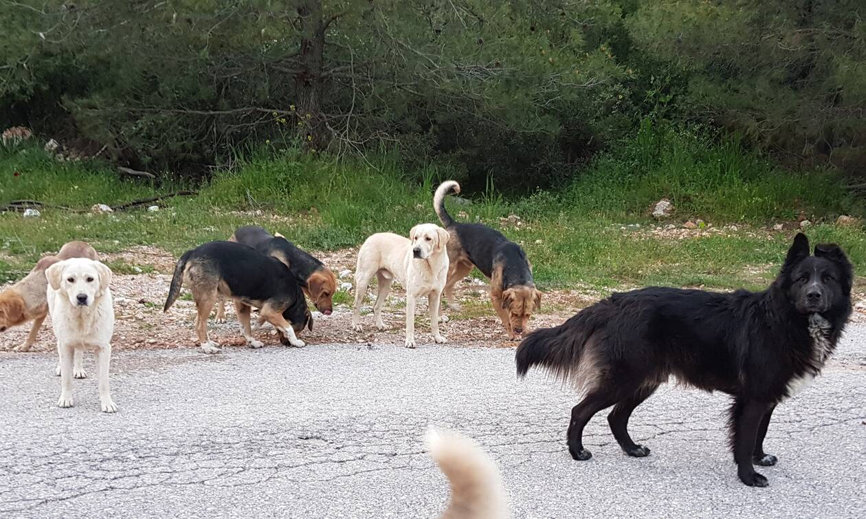 Συνάντηση στον Δ. Ιεροκηπίας για την ανάγκη δημιουργίας επαρχιακού καταφυγίου αδέσποτων