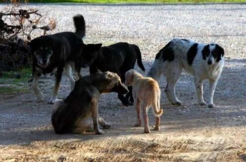 Συνάντηση Επιτρόπου Περιβάλλοντος – Φαίδωνος για δημιουργία χώρου αδέσποτων σκύλων