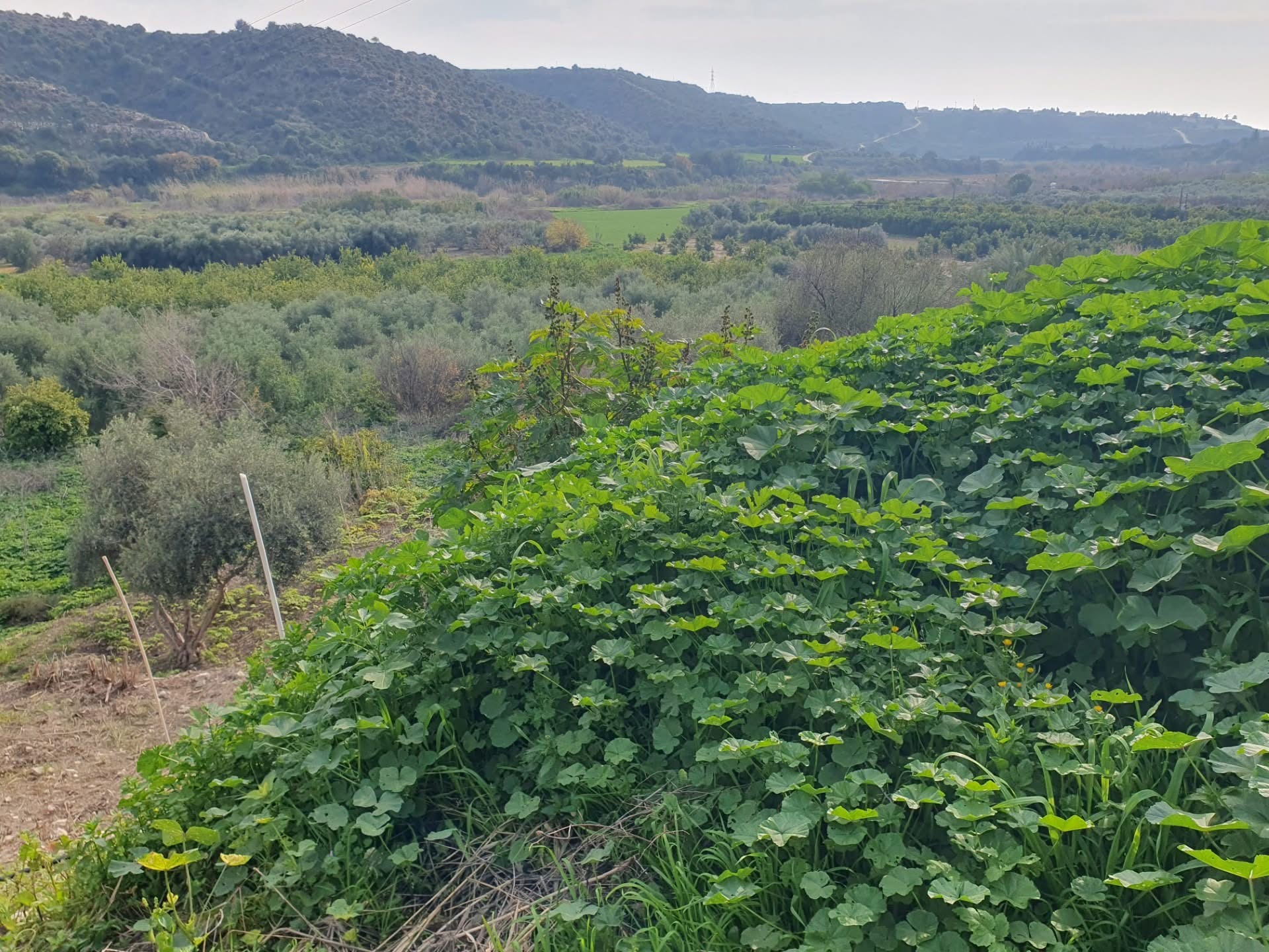 Η επικίνδυνη τακτική του ψεκάσματος των χόρτων συνεχίζει να εφαρμόζεται