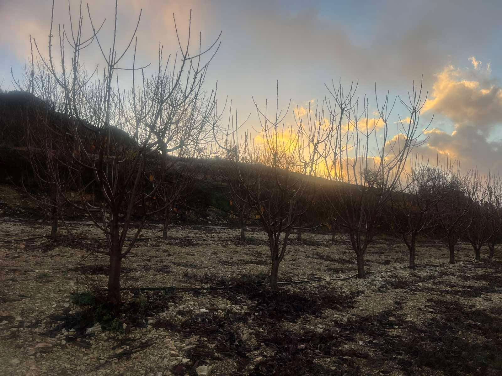 Ζημιές στις μπανανοκαλλιέργειες λόγω του κρύου σε χωριά της Πάφου