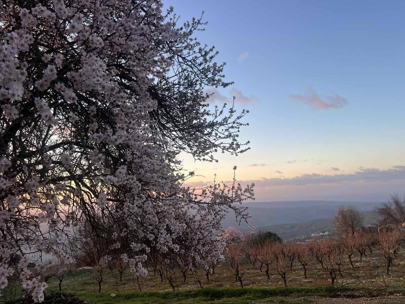 Φεστιβάλ αμυγδαλιάς διοργάνωσε η Γιόλου