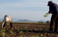 Διαβεβαιώσεις Υπουργείου Γεωργίας για στήριξη αγροτών που επλήγησαν από Coral