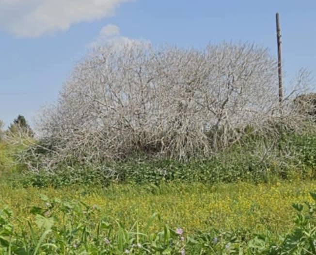 Τους έφταιξε η αιωνόβια συκιά στην Τίμη λέει ο ΠΠΟΧ