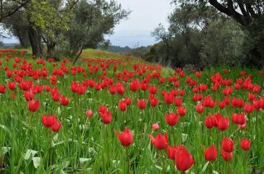 Το φεστιβάλ άγριας Τουλίπας έρχεται στην Πάφο