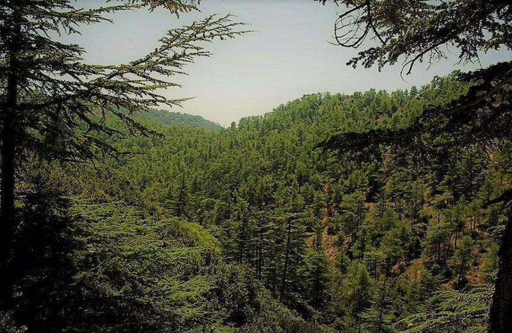 Τριήμερο με επισκέψεις, ξεναγήσεις και δράσεις από το Τμήμα Δασών για Διεθνή Μέρα Δασών